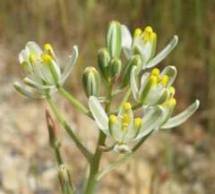 Albuca longipes