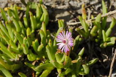 Ruschia sarmentosa