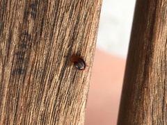 Stenotarsus hispidus