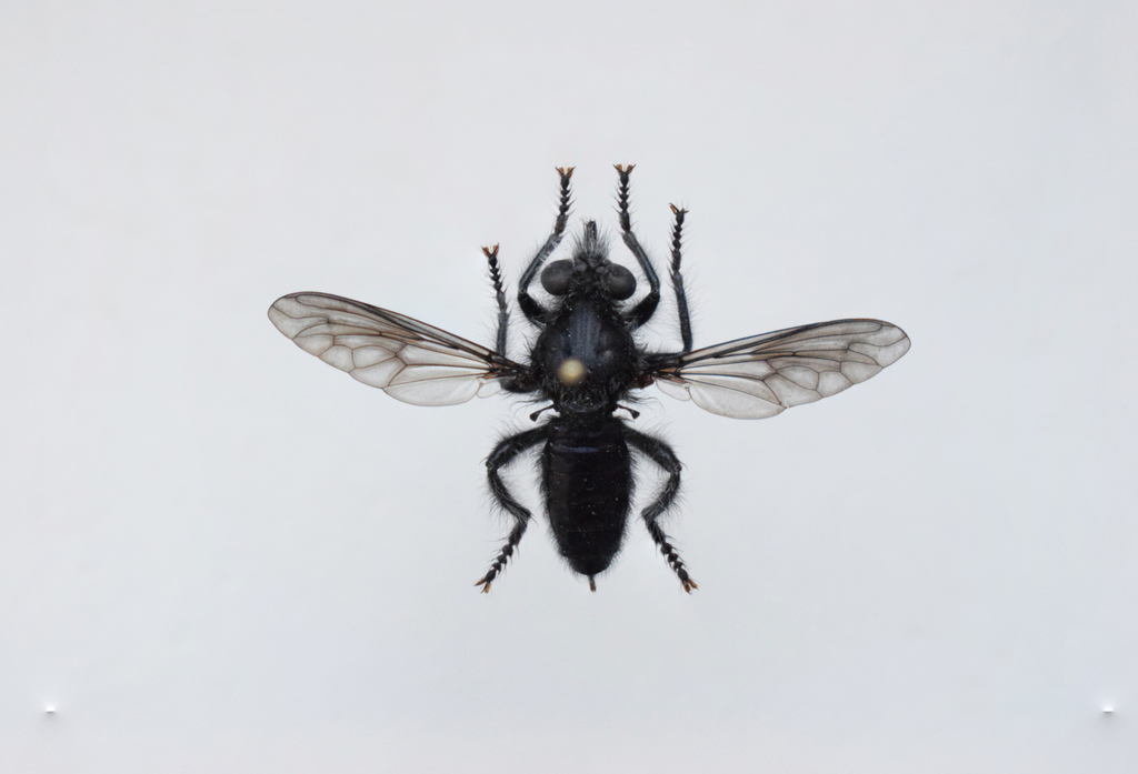 Andrenosoma atrum