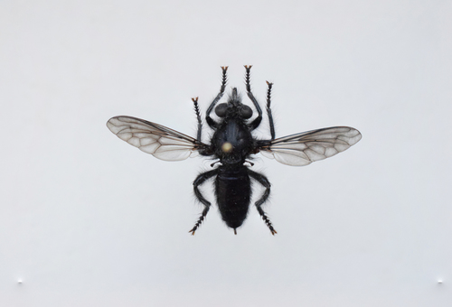 Andrenosoma atrum