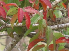 Bridelia micrantha