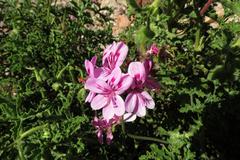 Pelargonium quercifolium