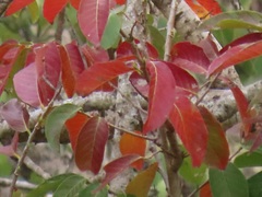 Bridelia micrantha