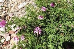 Pelargonium quercifolium