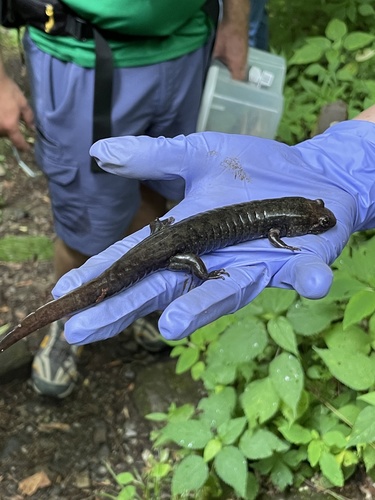 Cherokee Blackbelly Salamander