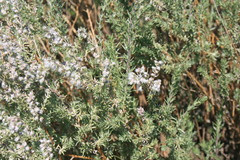 Eriocephalus capitellatus