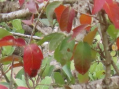 Bridelia micrantha
