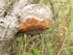 Fomitiporia hippophaeicola