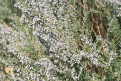 Eriocephalus capitellatus