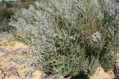 Eriocephalus capitellatus