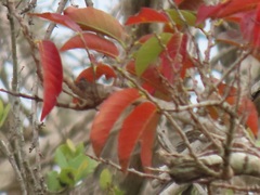 Bridelia micrantha