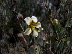 Zygophyllaceae