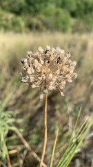 Allium lineare