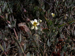 Zygophyllaceae