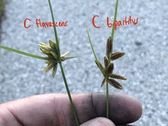 Cyperus flavescens