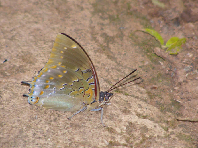 Forest-king Charaxes