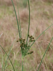 Cyperus solidus