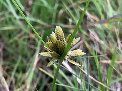 Cyperus flavescens