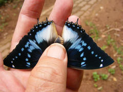 Charaxes xiphares draconis