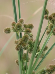 Cyperus solidus