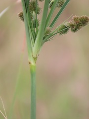 Cyperus solidus