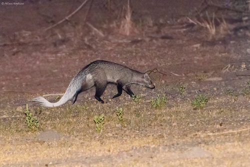 White-tailed Mongoose