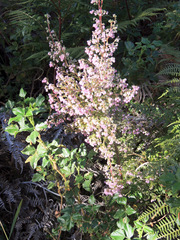 Erica hirtiflora hirtiflora
