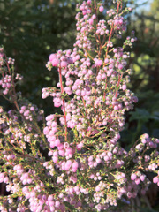 Erica hirtiflora hirtiflora