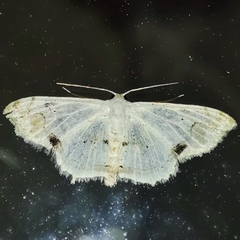 Scopula butleri