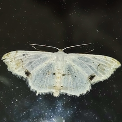 Scopula butleri