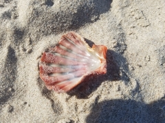 Nodipecten nodosus