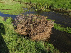 Senecio halimifolius