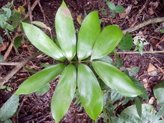 Zamia