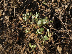 Senecio halimifolius