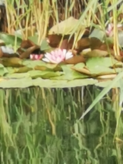 Nymphaea pubescens