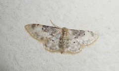 Idaea filicata