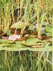 Nymphaea pubescens