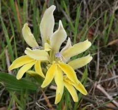 Babiana patula