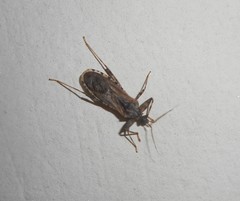 Hemiptera