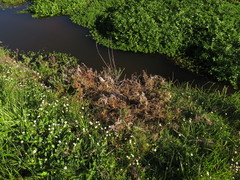 Pteridium aquilinum capense
