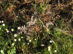 Pteridium aquilinum capense