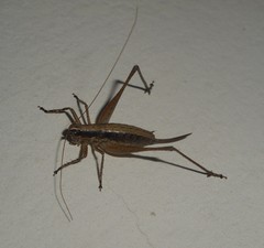 Yersinella raymondii