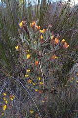 Rafnia capensis capensis