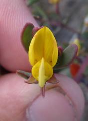 Rafnia capensis capensis