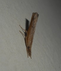 Pediasia contaminella