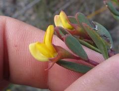 Rafnia capensis capensis