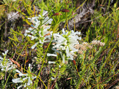 Erica perspicua perspicua