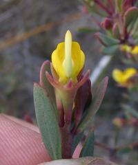 Rafnia capensis capensis