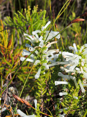 Erica perspicua perspicua